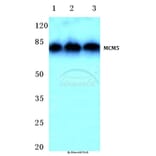 Anti-MCM5 (F51) Antibody from Bioworld Technology (BS1222) - Antibodies.com