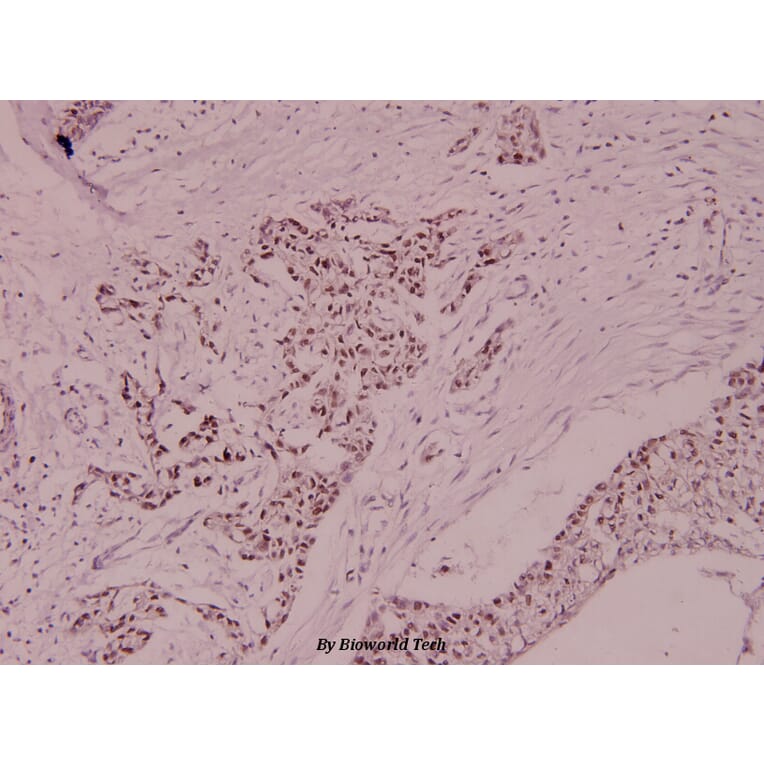Anti-MCM5 (F51) Antibody from Bioworld Technology (BS1222) - Antibodies.com
