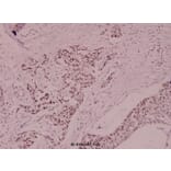 Anti-MCM5 (F51) Antibody from Bioworld Technology (BS1222) - Antibodies.com