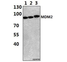 Anti-MDM2 (F414) Antibody from Bioworld Technology (BS1223) - Antibodies.com