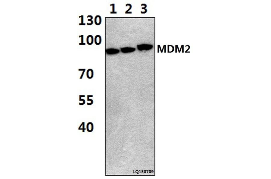 Anti-MDM2 (F414) Antibody from Bioworld Technology (BS1223) - Antibodies.com