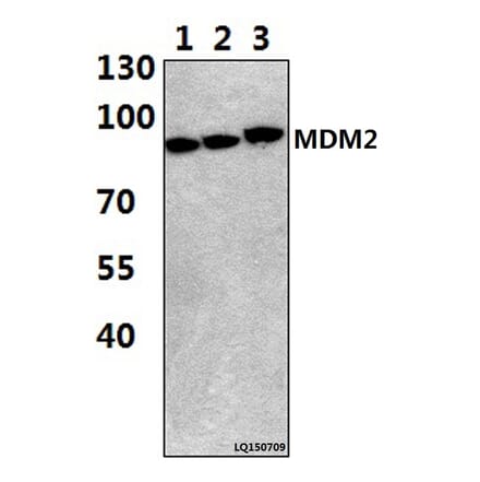 Anti-MDM2 (F414) Antibody from Bioworld Technology (BS1223) - Antibodies.com