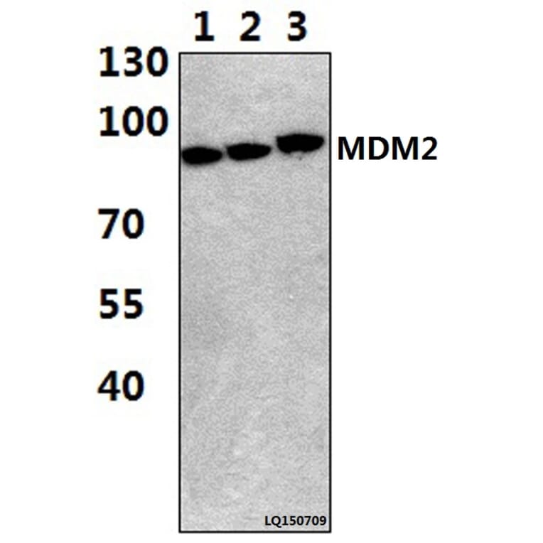 Anti-MDM2 (F414) Antibody from Bioworld Technology (BS1223) - Antibodies.com