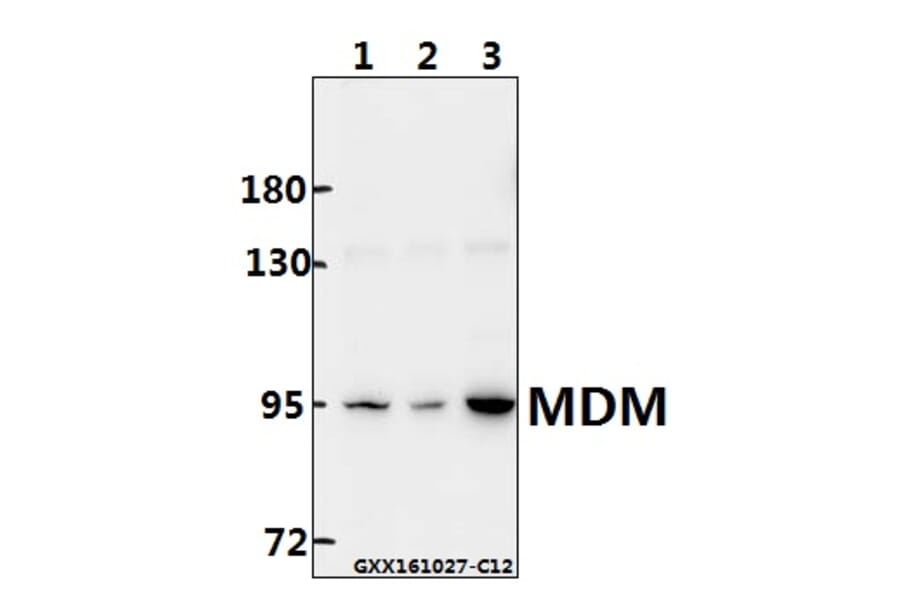 Anti-MDM2 (F414) Antibody from Bioworld Technology (BS1223) - Antibodies.com
