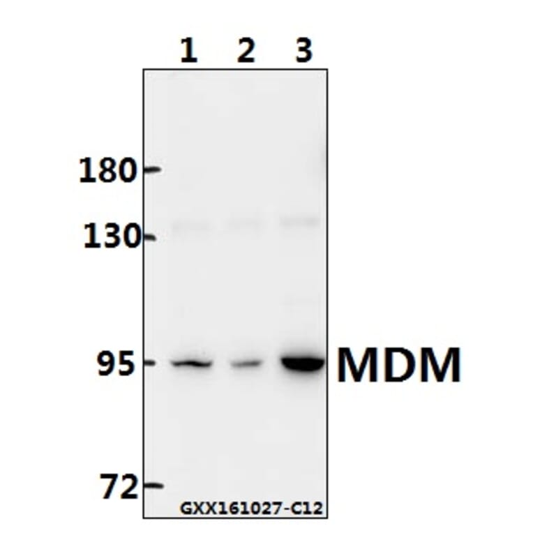 Anti-MDM2 (F414) Antibody from Bioworld Technology (BS1223) - Antibodies.com