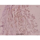 Anti-MDM2 (F414) Antibody from Bioworld Technology (BS1223) - Antibodies.com