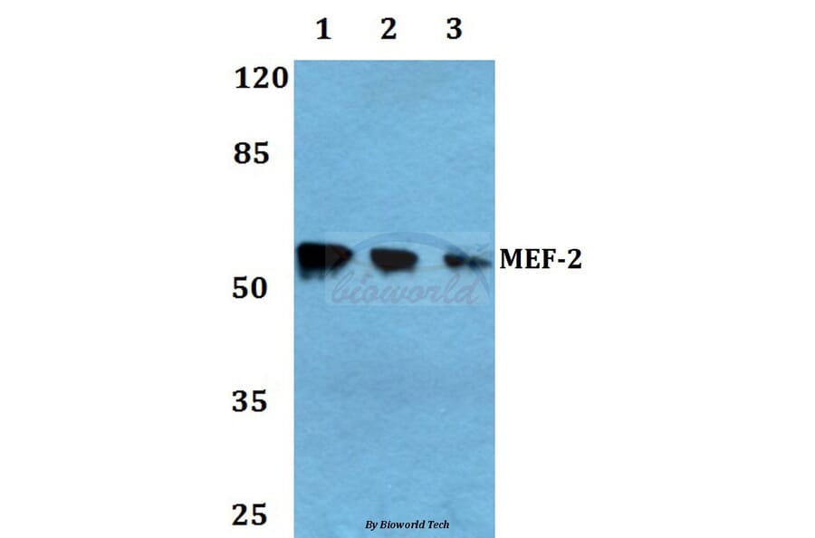 Anti-MEF-2 (A306) Antibody from Bioworld Technology (BS1224) - Antibodies.com