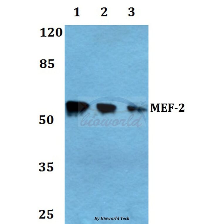 Anti-MEF-2 (A306) Antibody from Bioworld Technology (BS1224) - Antibodies.com