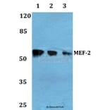 Anti-MEF-2 (A306) Antibody from Bioworld Technology (BS1224) - Antibodies.com