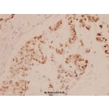 Anti-MEF-2 (A306) Antibody from Bioworld Technology (BS1224) - Antibodies.com