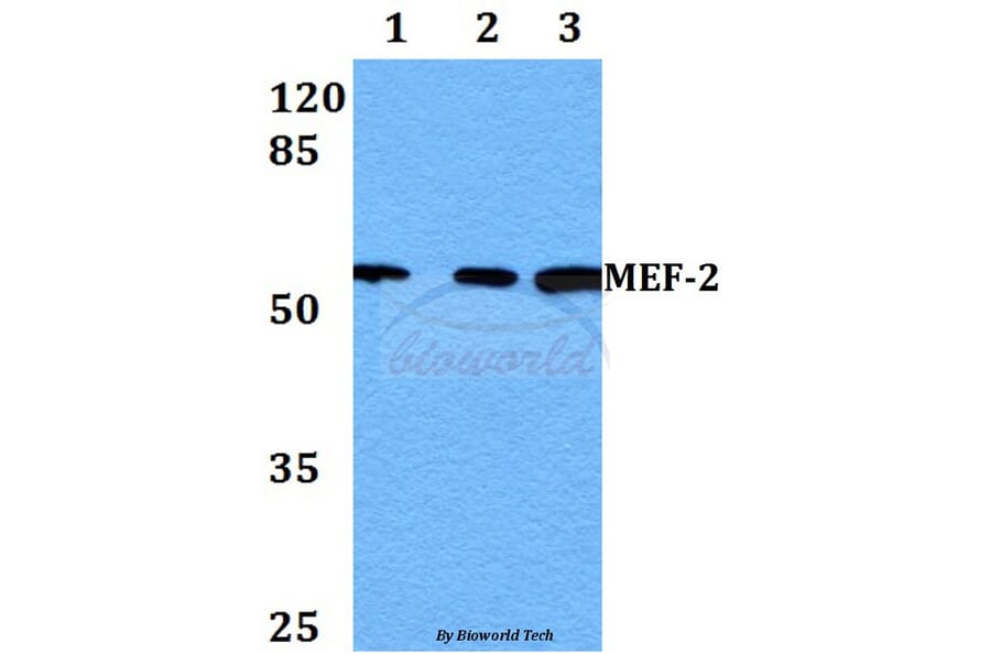 Anti-MEF-2 (P313) Antibody from Bioworld Technology (BS1225) - Antibodies.com