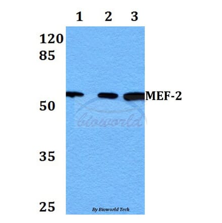 Anti-MEF-2 (P313) Antibody from Bioworld Technology (BS1225) - Antibodies.com