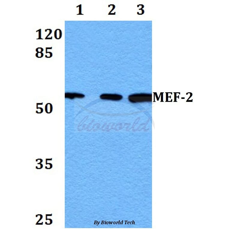 Anti-MEF-2 (P313) Antibody from Bioworld Technology (BS1225) - Antibodies.com