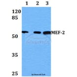 Anti-MEF-2 (P313) Antibody from Bioworld Technology (BS1225) - Antibodies.com
