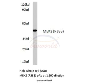 Anti-MEK2 (R388) Antibody from Bioworld Technology (BS1226) - Antibodies.com