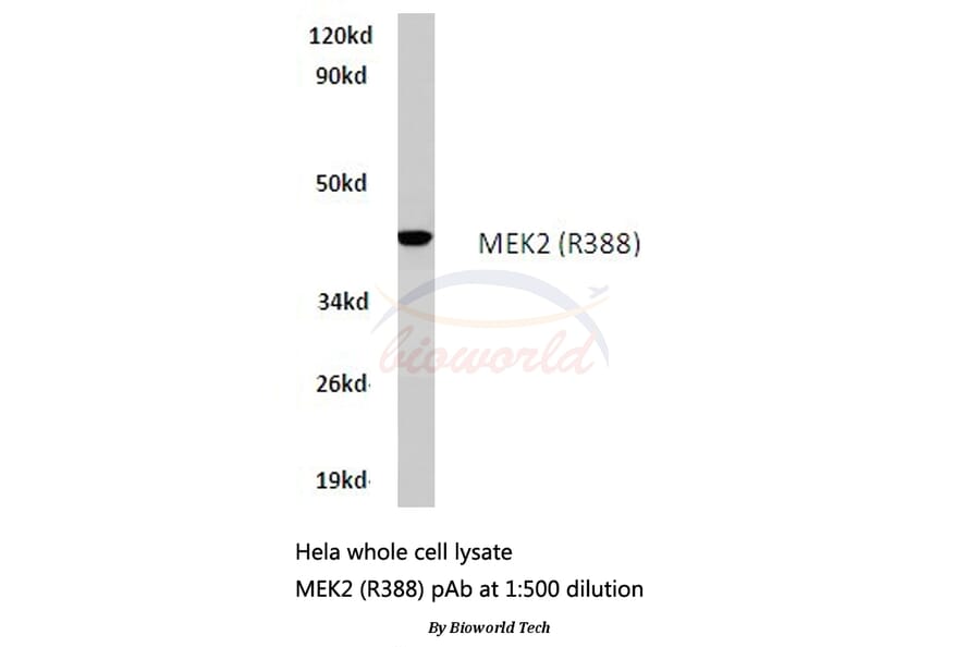 Anti-MEK2 (R388) Antibody from Bioworld Technology (BS1226) - Antibodies.com