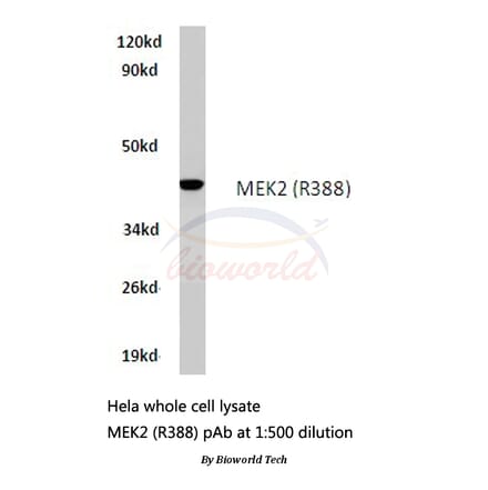 Anti-MEK2 (R388) Antibody from Bioworld Technology (BS1226) - Antibodies.com