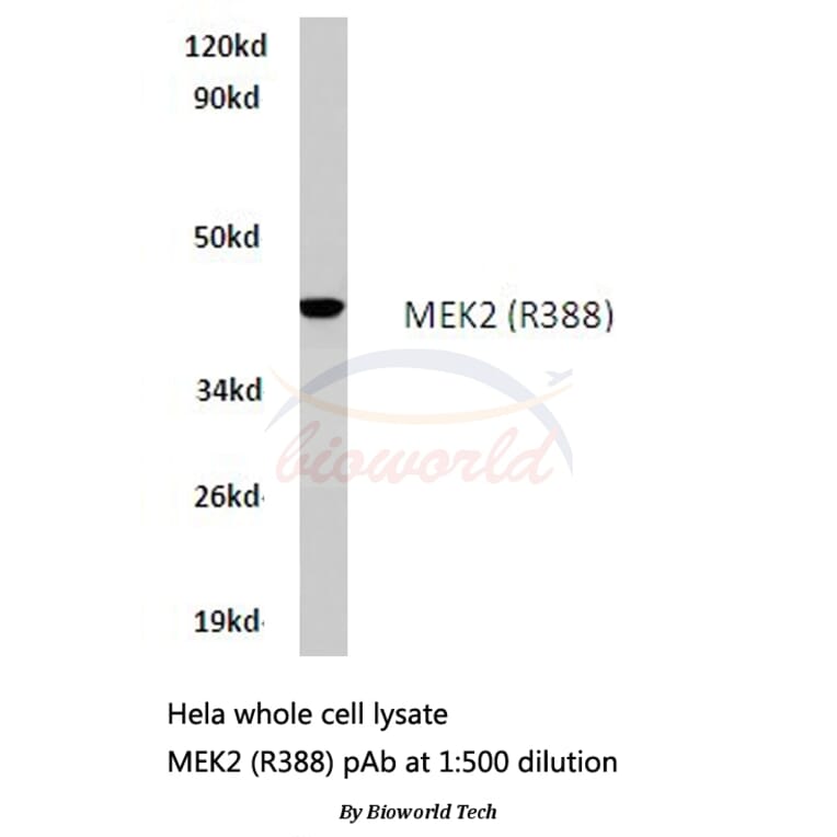 Anti-MEK2 (R388) Antibody from Bioworld Technology (BS1226) - Antibodies.com