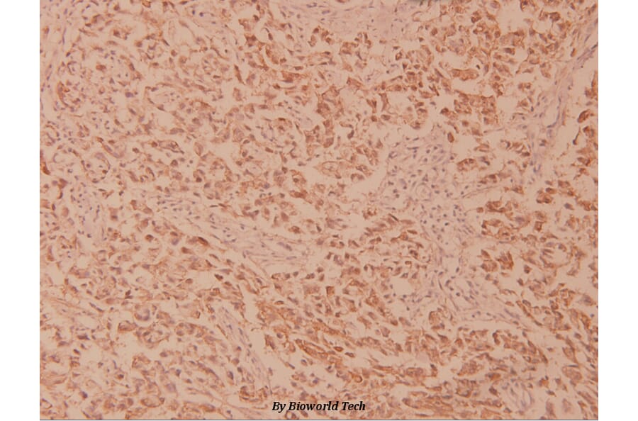Anti-MEK2 (R388) Antibody from Bioworld Technology (BS1226) - Antibodies.com