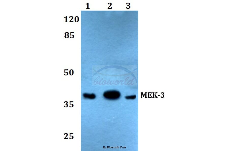 Anti-MEK-3 (S183) Antibody from Bioworld Technology (BS1227) - Antibodies.com