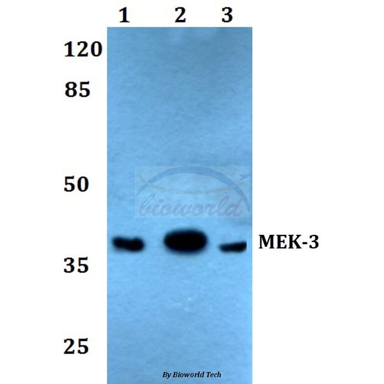 Anti-MEK-3 (S183) Antibody from Bioworld Technology (BS1227) - Antibodies.com