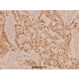 Anti-MEK-3 (S183) Antibody from Bioworld Technology (BS1227) - Antibodies.com