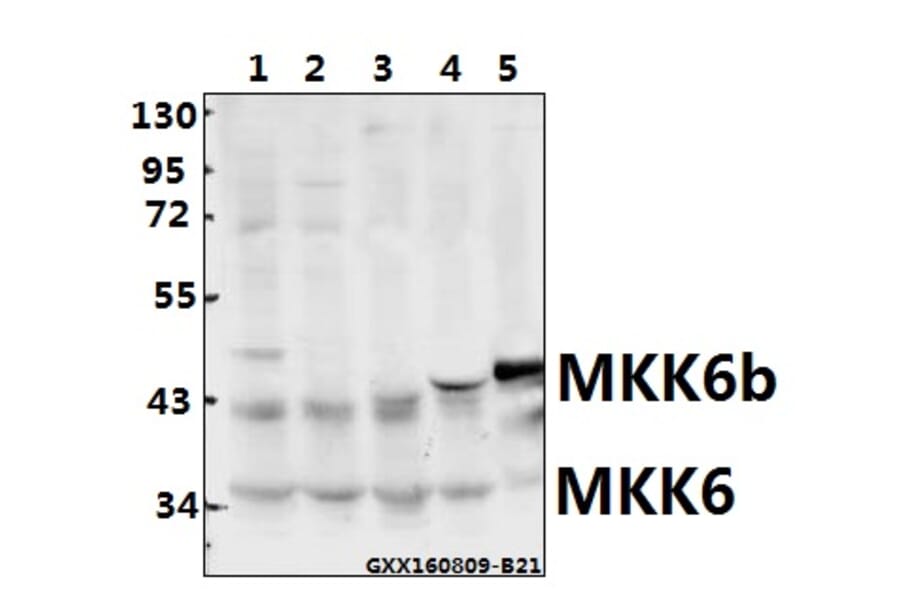 Anti-MEK-6 (S201) Antibody from Bioworld Technology (BS1228) - Antibodies.com