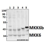 Anti-MEK-6 (S201) Antibody from Bioworld Technology (BS1228) - Antibodies.com