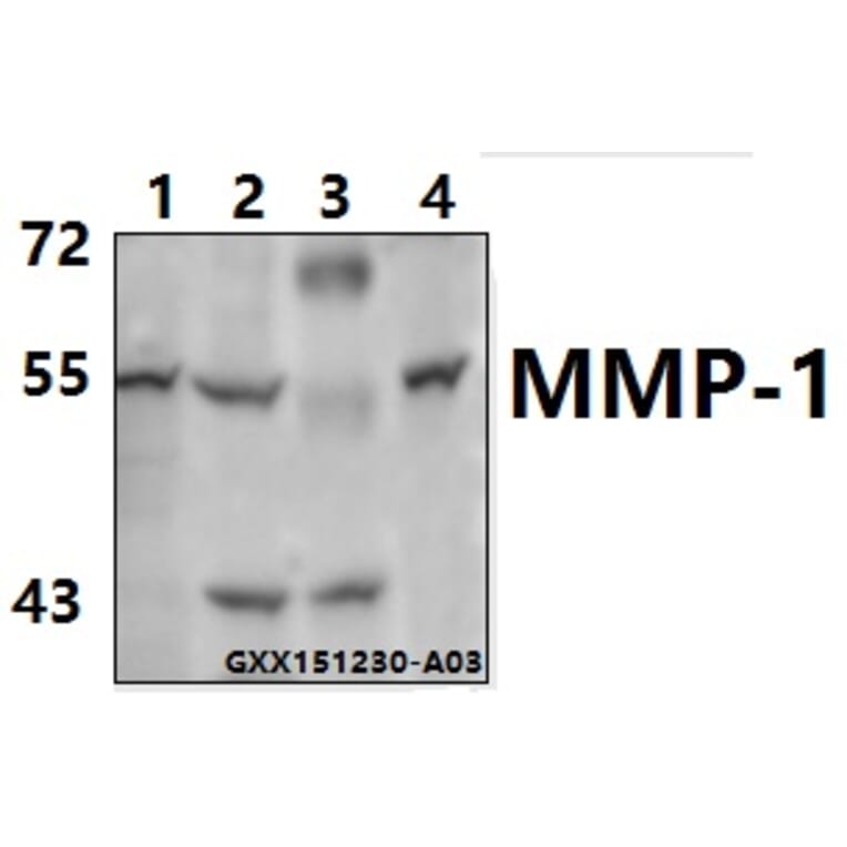 Anti-MMP-1 (H440) Antibody from Bioworld Technology (BS1229) - Antibodies.com