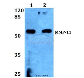 Anti-MMP-11 (G88) Antibody from Bioworld Technology (BS1230) - Antibodies.com