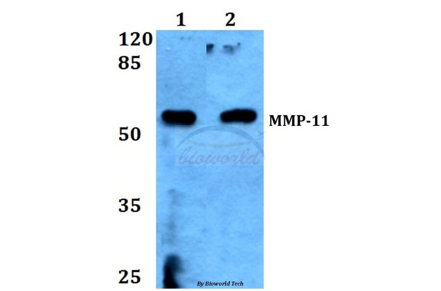 Anti-MMP-11 (G88) Antibody from Bioworld Technology (BS1230) - Antibodies.com