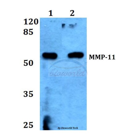 Anti-MMP-11 (G88) Antibody from Bioworld Technology (BS1230) - Antibodies.com