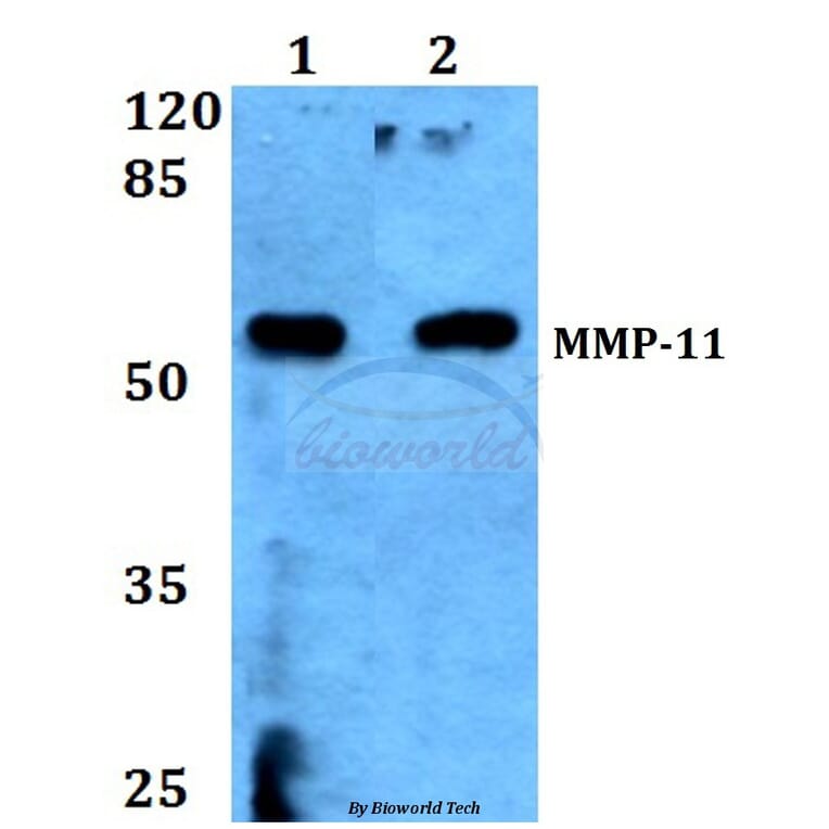 Anti-MMP-11 (G88) Antibody from Bioworld Technology (BS1230) - Antibodies.com