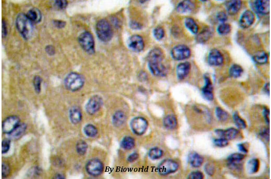 Anti-MMP-13 (L22) Antibody from Bioworld Technology (BS1231) - Antibodies.com