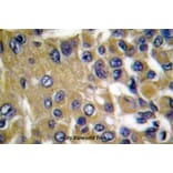 Anti-MMP-13 (L22) Antibody from Bioworld Technology (BS1231) - Antibodies.com