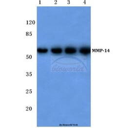 Anti-MMP-14 (P509) Antibody from Bioworld Technology (BS1232) - Antibodies.com