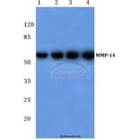 Anti-MMP-14 (P509) Antibody from Bioworld Technology (BS1232) - Antibodies.com