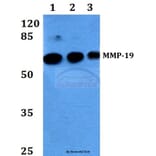 Anti-MMP-19 (G44) Antibody from Bioworld Technology (BS1235) - Antibodies.com