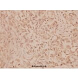 Anti-MMP-19 (G44) Antibody from Bioworld Technology (BS1235) - Antibodies.com