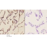 Anti-MMP-2 (L638) Antibody from Bioworld Technology (BS1236) - Antibodies.com