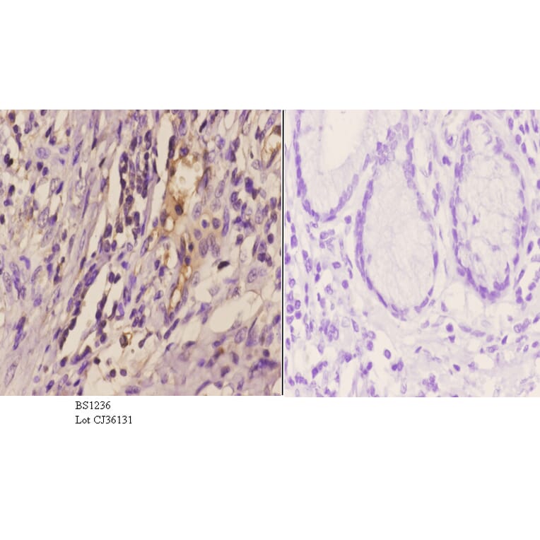 Anti-MMP-2 (L638) Antibody from Bioworld Technology (BS1236) - Antibodies.com