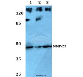 Anti-MMP-23 (V371) Antibody from Bioworld Technology (BS1237) - Antibodies.com