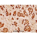 Anti-MMP-3 (S453) Antibody from Bioworld Technology (BS1238) - Antibodies.com