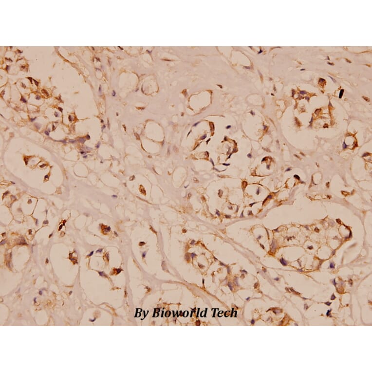 Anti-MMP9 (W680) Antibody from Bioworld Technology (BS1241) - Antibodies.com