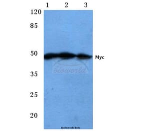 Anti-Myc (R367) Antibody from Bioworld Technology (BS1243) - Antibodies.com