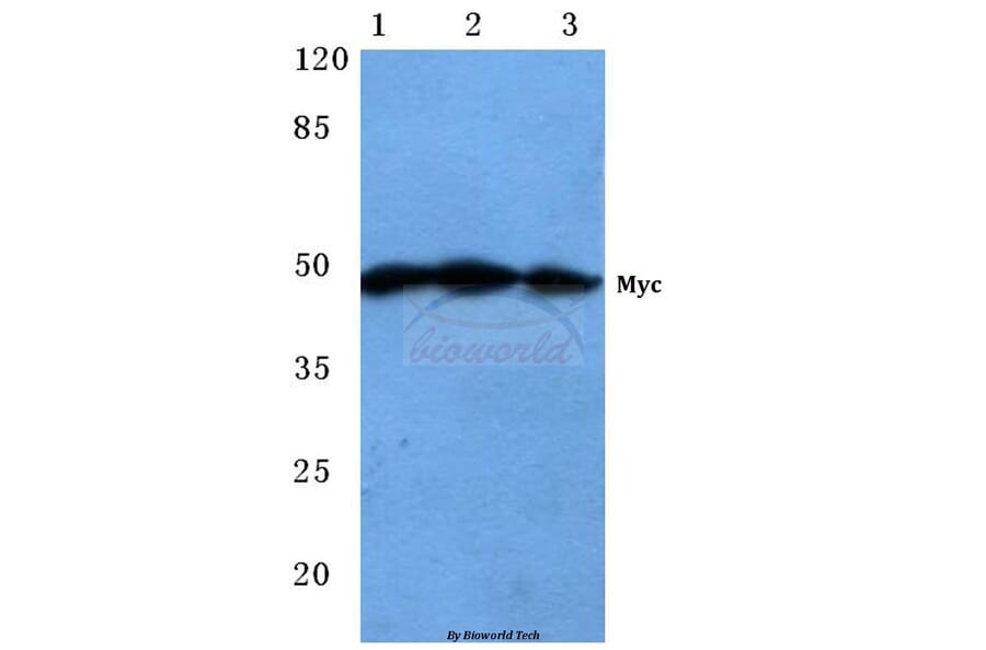 Anti-Myc (R367) Antibody from Bioworld Technology (BS1243) - Antibodies.com