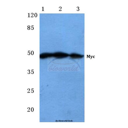 Anti-Myc (R367) Antibody from Bioworld Technology (BS1243) - Antibodies.com
