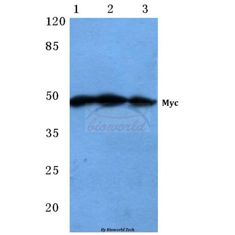 Anti-Myc (R367) Antibody from Bioworld Technology (BS1243) - Antibodies.com