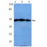 Anti-Myc (R367) Antibody from Bioworld Technology (BS1243) - Antibodies.com