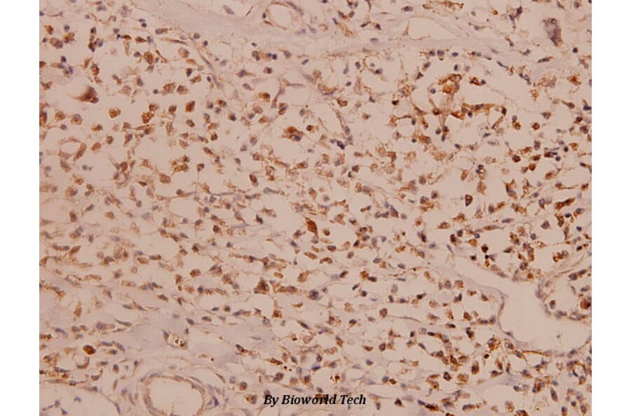 Anti-Myc (R367) Antibody from Bioworld Technology (BS1243) - Antibodies.com